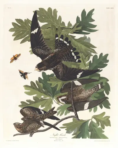 Night hawk av John James Audubon