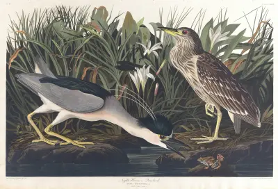 Night heron or qua bird av John James Audubon