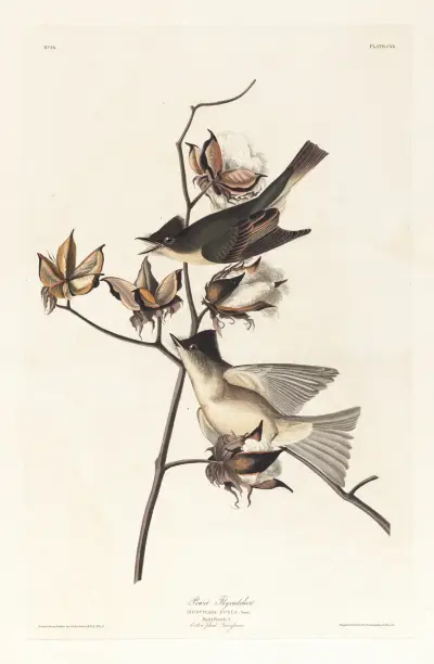 Pewit flycatcher av John James Audubon