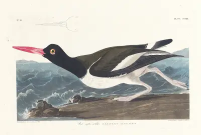 Pied oyster-catcher av John James Audubon
