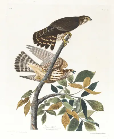 Pigeon hawk av John James Audubon