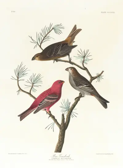 Pine grosbeak av John James Audubon