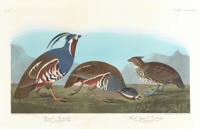 Plumed partridge. Thick-legged partridge av John James Audubon