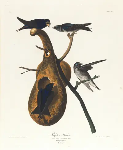 Purple martin av John James Audubon