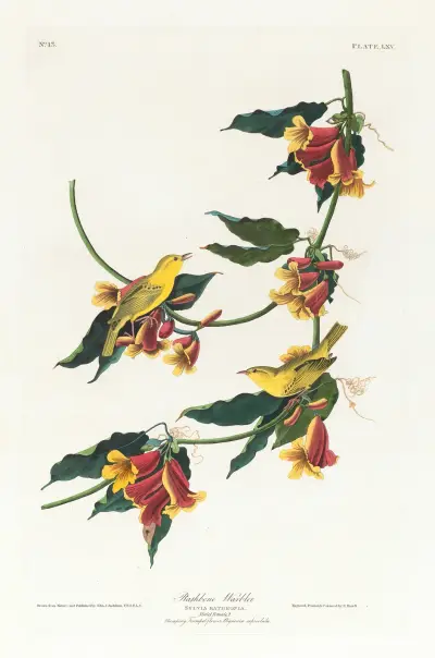 Rathbone warbler av John James Audubon
