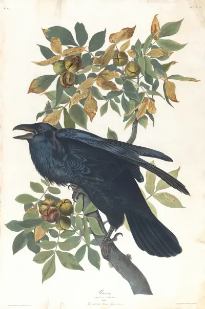 Raven av John James Audubon