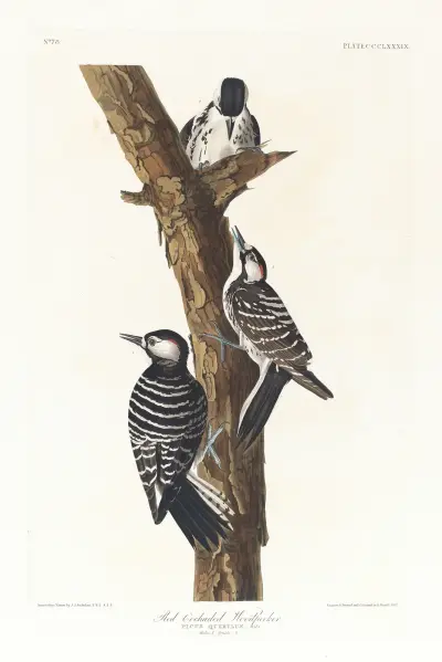Red-cockaded woodpecker av John James Audubon