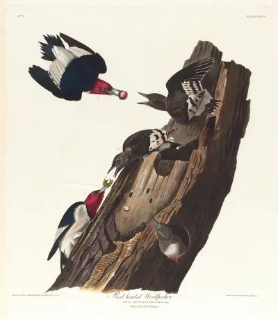Red headed woodpecker av John James Audubon