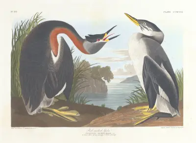 Red-necked grebe av John James Audubon