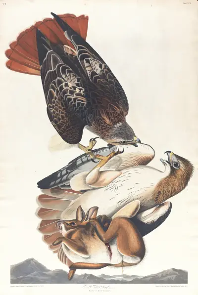 Red tailed hawk, 1827 – nr 1 av John James Audubon