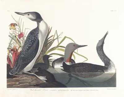Red-throated diver av John James Audubon