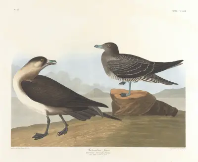 Richardson’s jager av John James Audubon