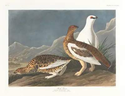 Rock grous av John James Audubon