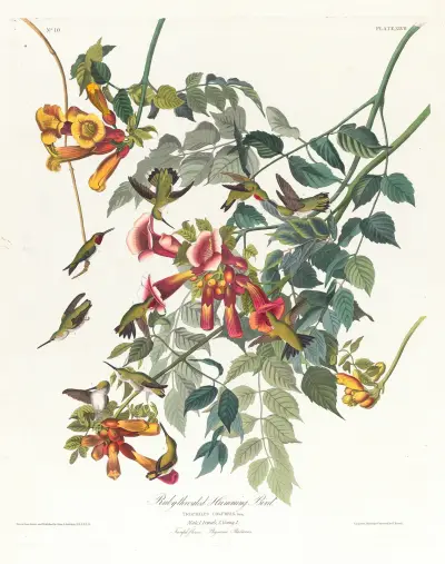 Ruby-throated humming bird von John James Audubon