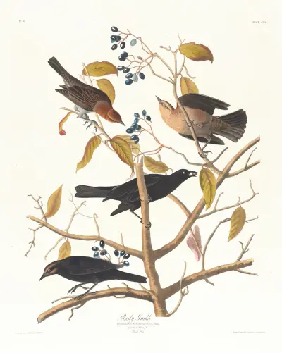 Rusty grakle av John James Audubon