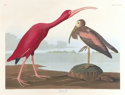 Scarlet ibis av John James Audubon