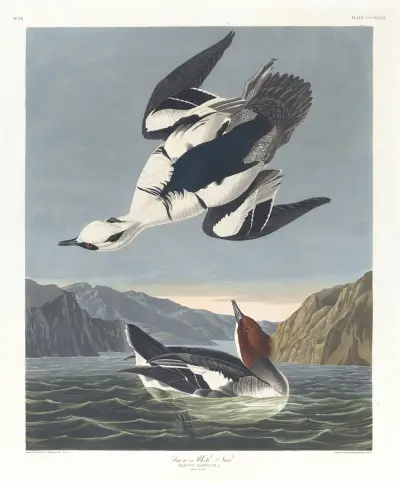 Smew or white nun von John James Audubon