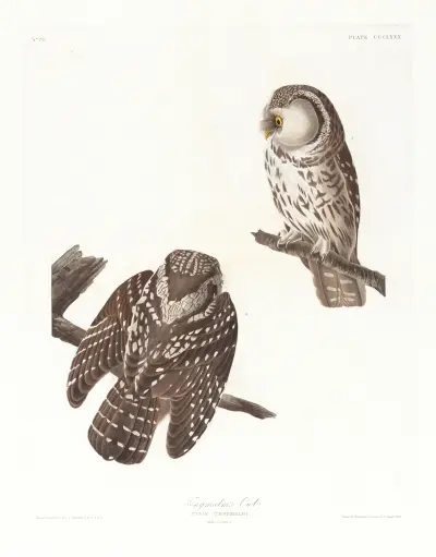 Tengmalm’s owl av John James Audubon