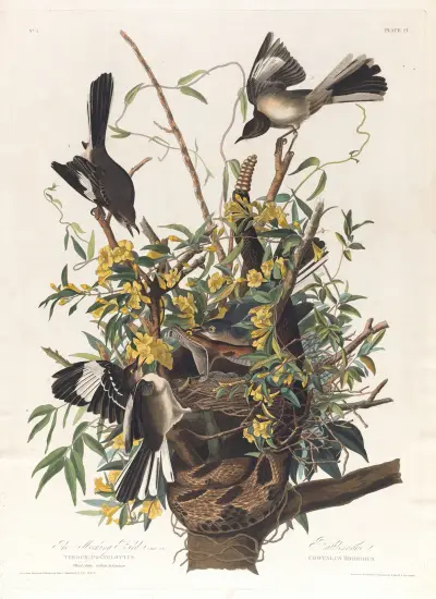 The mocking bird av John James Audubon