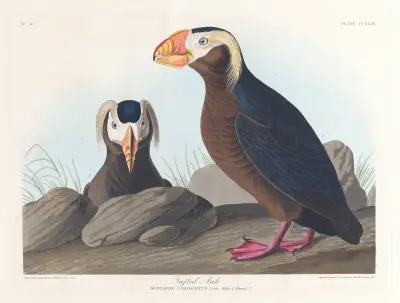 Tufted auk av John James Audubon