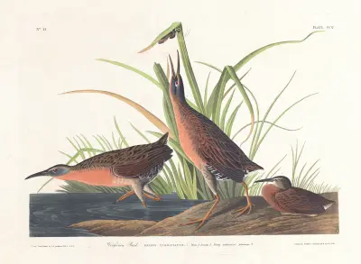 Virginia rail av John James Audubon