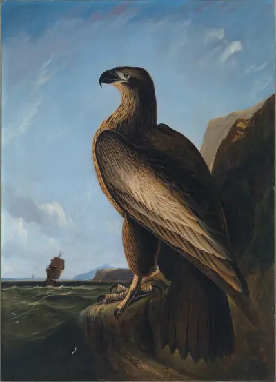 Washington Sea Eagle av John James Audubon