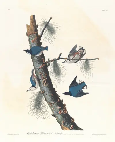 White-breasted black-capped nuthatch av John James Audubon