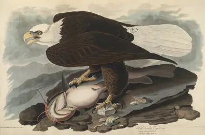 White-headed Eagle, 1827 – nr 2 av John James Audubon
