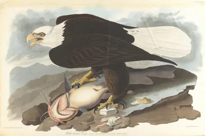 White-headed eagle, 1827 – nr 1 av John James Audubon