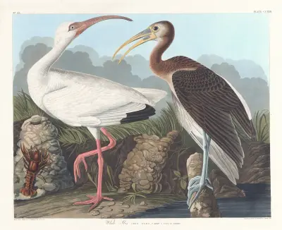 White ibis av John James Audubon
