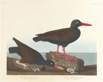 White-legged oyster-catcher. Slender-billed oyster-catcher av John James Audubon