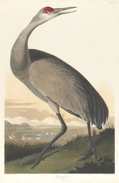 Whooping crane av John James Audubon
