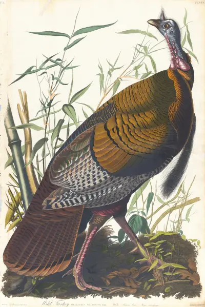 Wild turkey, 1827 – nr 1 av John James Audubon