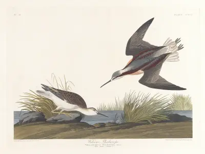 Wilson’s phalarope av John James Audubon