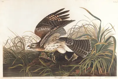 Winter hawk av John James Audubon