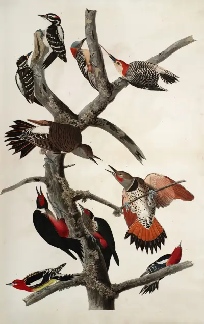 Woodpeckers av John James Audubon