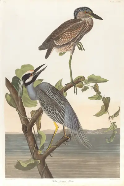 Yellow-crowned heron av John James Audubon