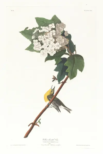 Gelbkehlvireo von John James Audubon