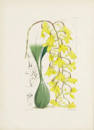 Apricot-coloured Acropera (Acropera armeniaca) av James Bateman