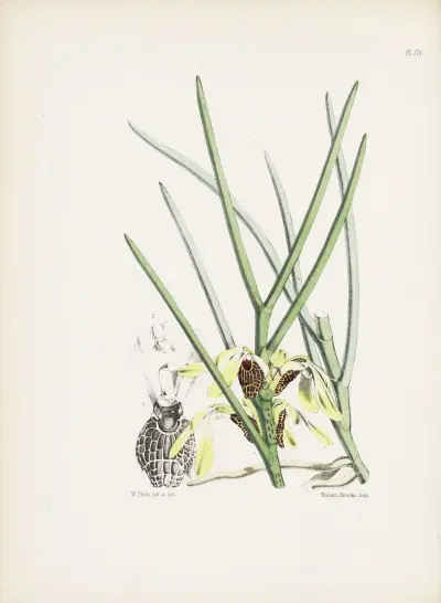 Butterfiy-flowered Luisia (Luisia psyche) av James Bateman