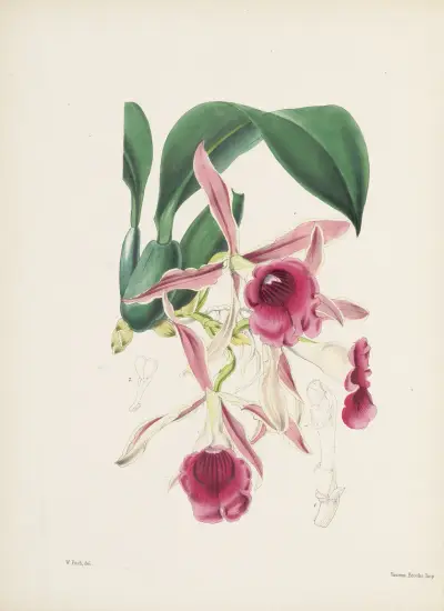 Crisp-lipped Trichopilia (Trichopilia crispa) av James Bateman
