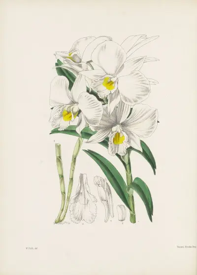 Funnel-lipped Dendrobium (Dendrobium infundibulum) av James Bateman