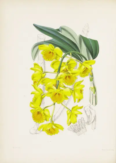 Zlatě klenutá dendrobium (Dendrobium chrysotoxum), James Bateman