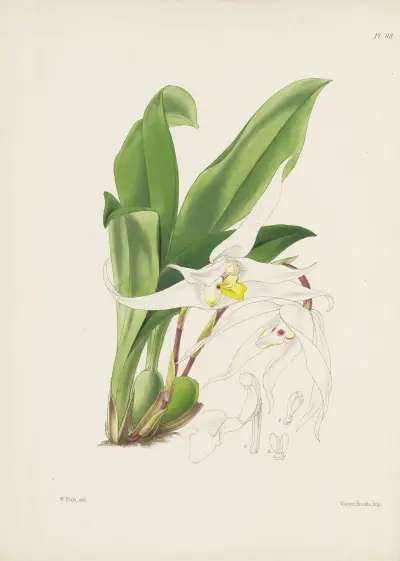 Graceful Maxillaria (Maxillaria venusta), James Bateman