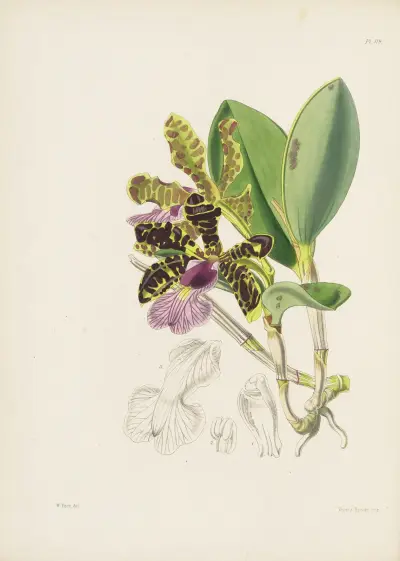 Lady Aclandova cattleya (Cattleya aclandiae), James Bateman