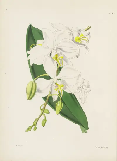 Large-flowered Indian Butterfly-plant (Phalenopsis amabilis, var. Grandiflora) av James Bateman