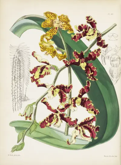 Mr. Low’s Renanthera (Renanthera lowii) av James Bateman