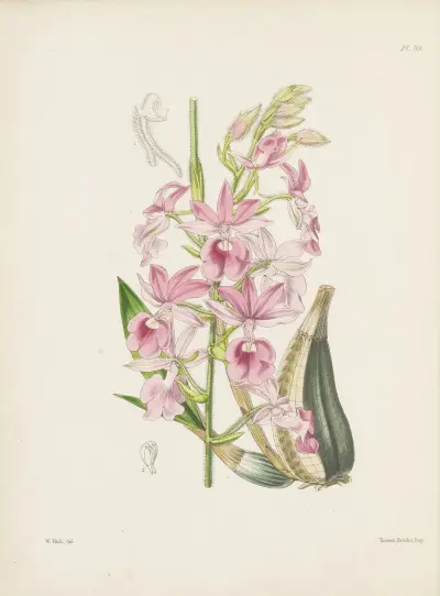 Mr. Veitch’s Calanthe (Calanthe veitchii) av James Bateman