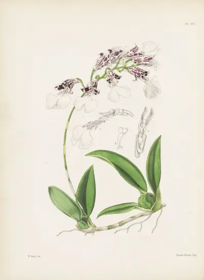Neat Burlingtonia (Burlingtonia decora) av James Bateman