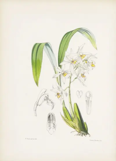 Okrově skvrnitá coelogyne, James Bateman